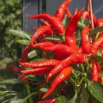depositphotos_78469514-stock-photo-domestic-cultivation-of-red-chilli
