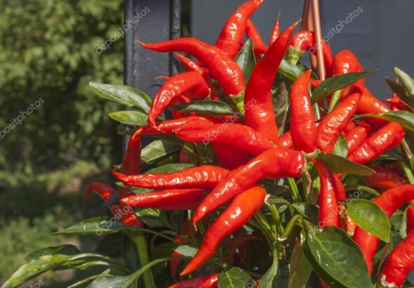 depositphotos_78469514-stock-photo-domestic-cultivation-of-red-chilli