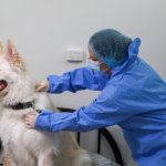 Screenshot 2026-02-13 at 12-48-01 Los perros y los gatos pueden ser portadores secretos de ADN en las escenas del crimen - Infobae