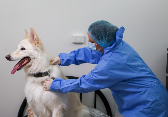 Screenshot 2026-02-13 at 12-48-01 Los perros y los gatos pueden ser portadores secretos de ADN en las escenas del crimen - Infobae