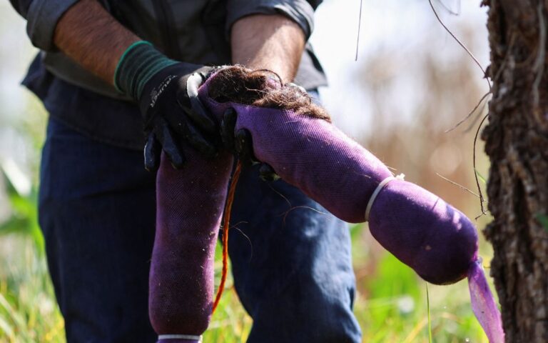 Xochimilco_cabello_ajolote_2_08042026