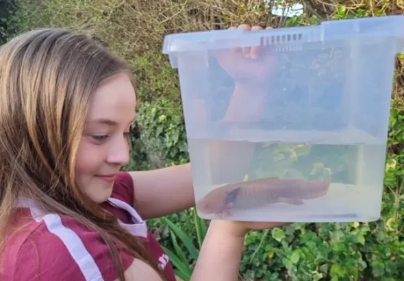 ajolote-puente-gales-reino-unido-2-23042026