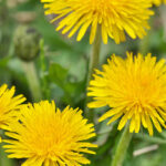 diente-leon-higado-rinyon-3