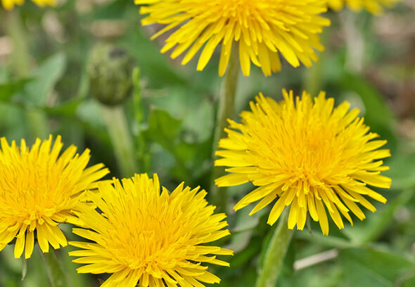 diente-leon-higado-rinyon-3