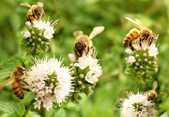 salvemos-abejas-gobierno-lanza-campana-senasica-2-19042026-1536x1026