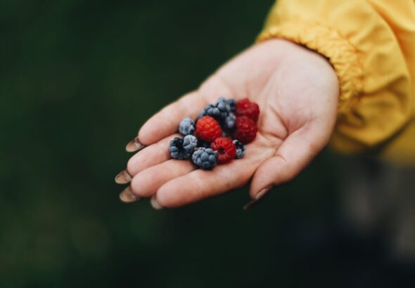 frutos rojos