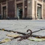 Alerta por aumento de alacranes en 5 alcaldías de CDMX