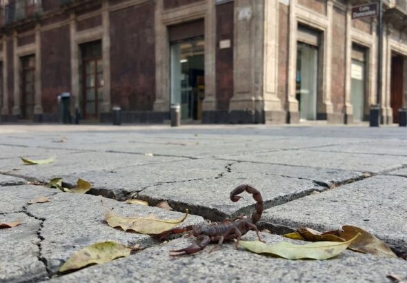 Alerta por aumento de alacranes en 5 alcaldías de CDMX