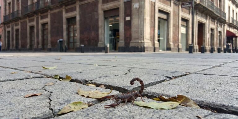 Alerta por aumento de alacranes en 5 alcaldías de CDMX