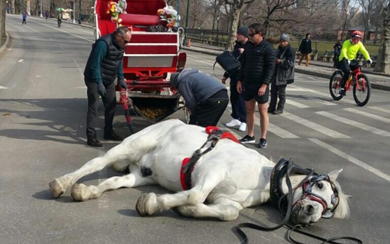 caballos-suspenden-pasesos-carruajes-ny-central-park-maltrato-animal-18062026
