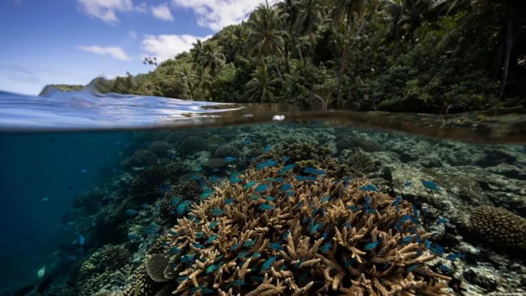 coral mar oceano