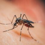 mosquitos