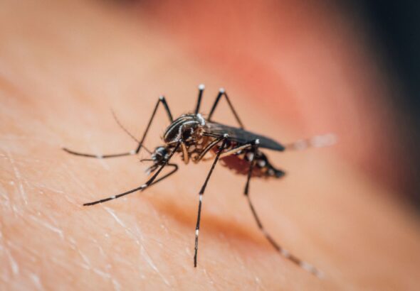 mosquitos