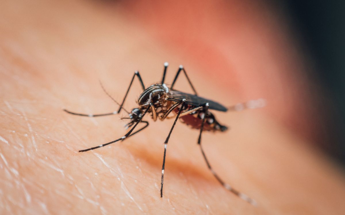 mosquitos