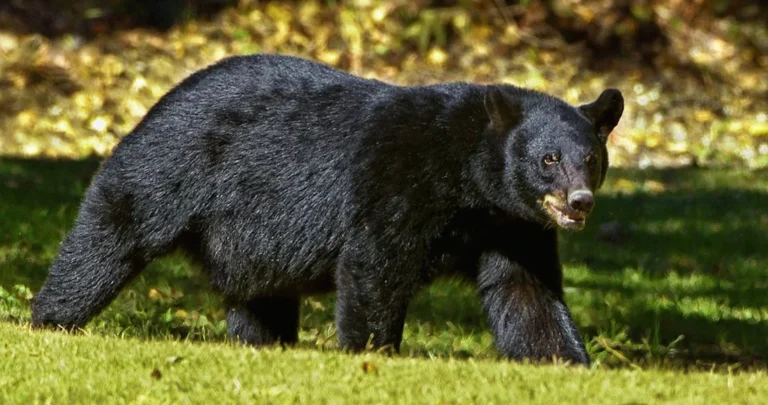 oso