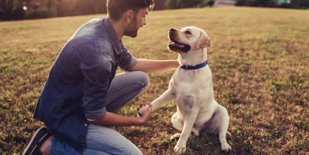 perro