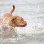 perro