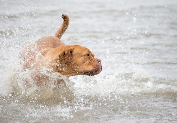 perro