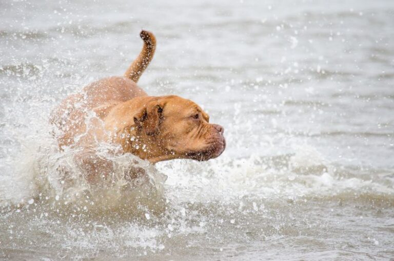 perro