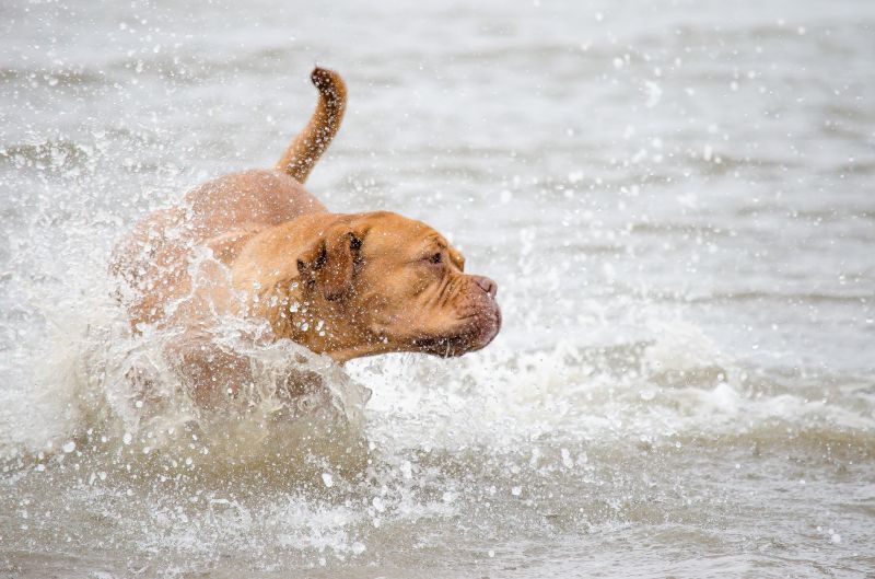 perro