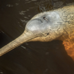 Mongabay-Latam-trafico-ilegal-es-la-pirncipal-causa-de-muerte-de-delfines-amazonicos-en-ecuador-100826-1