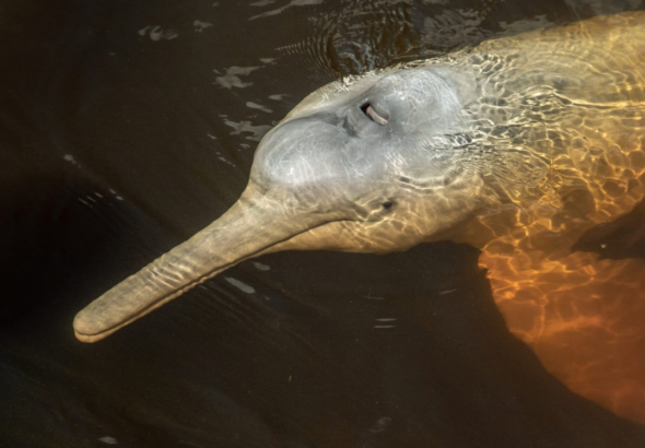 Mongabay-Latam-trafico-ilegal-es-la-pirncipal-causa-de-muerte-de-delfines-amazonicos-en-ecuador-100826-1