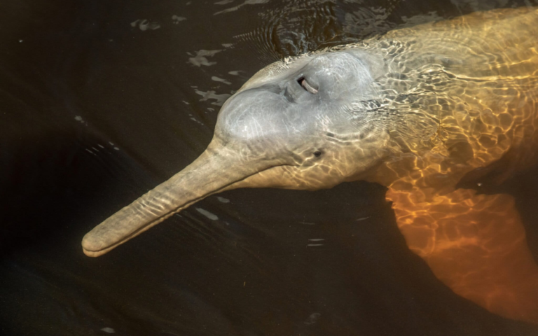 Mongabay-Latam-trafico-ilegal-es-la-pirncipal-causa-de-muerte-de-delfines-amazonicos-en-ecuador-100826-1
