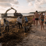 Trabajadores retiran sargazo de una playa del Caribe mexicano mientras turistas observan desde la orilla.