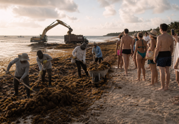 Trabajadores retiran sargazo de una playa del Caribe mexicano mientras turistas observan desde la orilla.